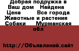 Добрая подружка,в Ваш дом!!!Найдена › Цена ­ 10 - Все города Животные и растения » Собаки   . Мурманская обл.